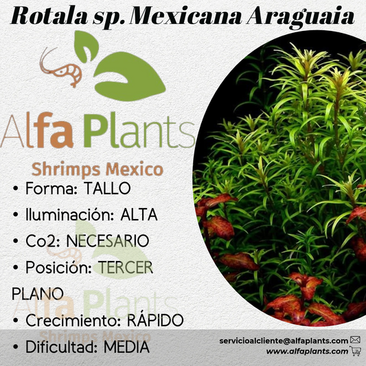 Rotala sp. Mexicana Araguaia