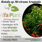 Rotala sp. Mexicana Araguaia