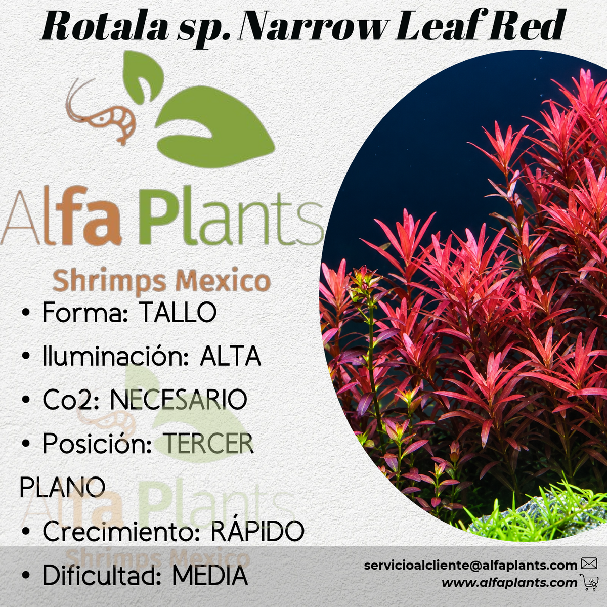 Rotala sp. Narrow Leaf Red
