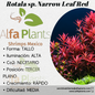 Rotala sp. Narrow Leaf Red