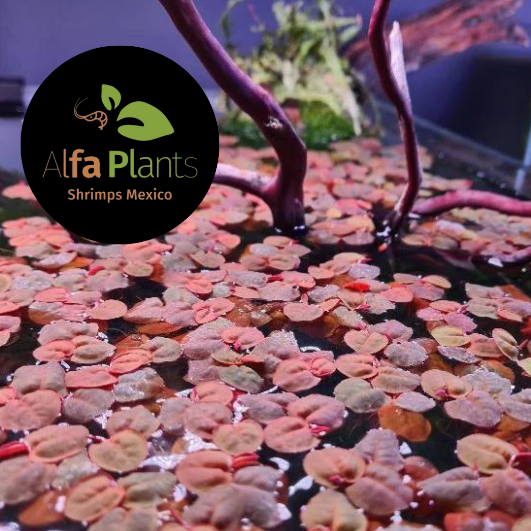 Phyllanthus Fluitans