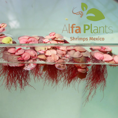 Phyllanthus Fluitans