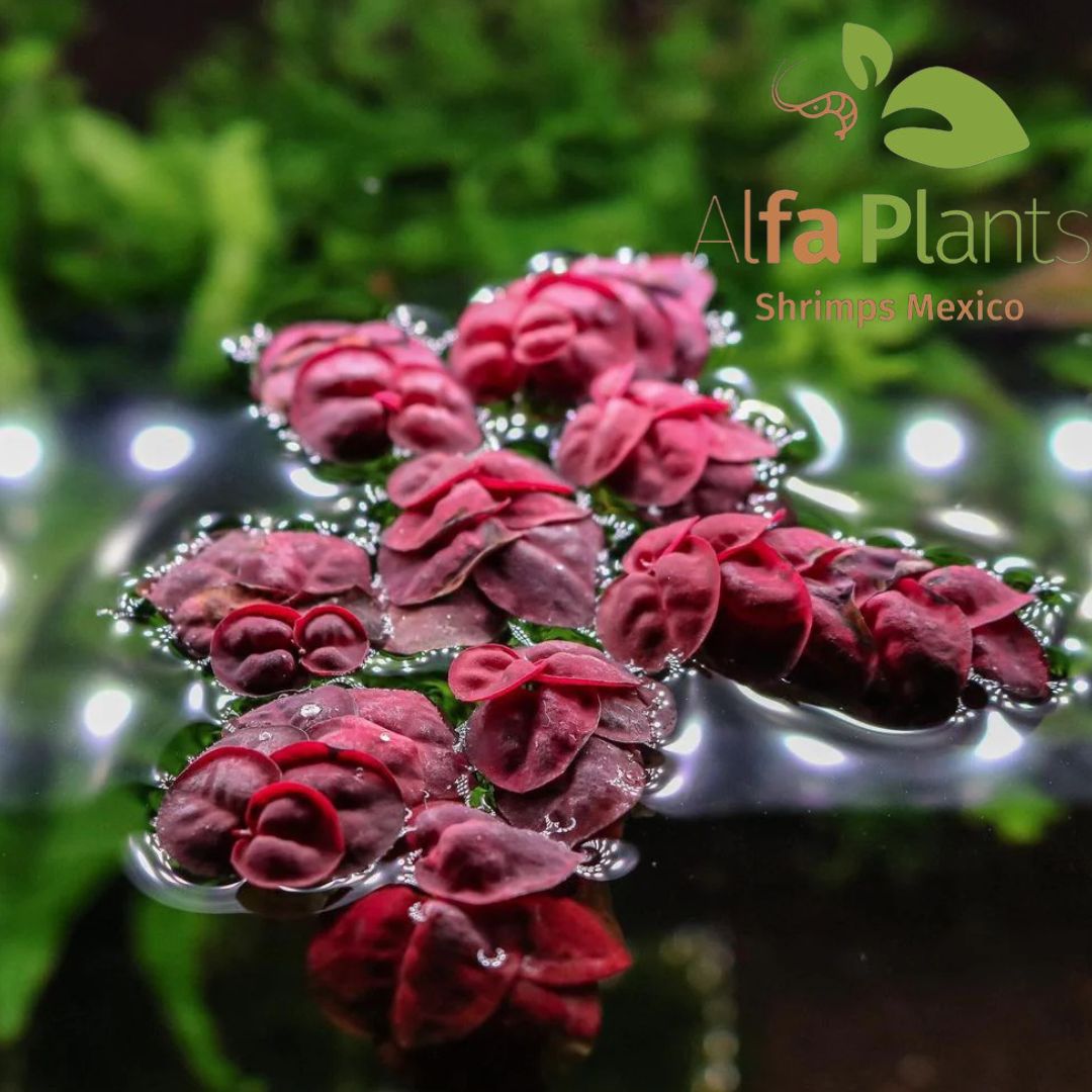 Phyllanthus Fluitans