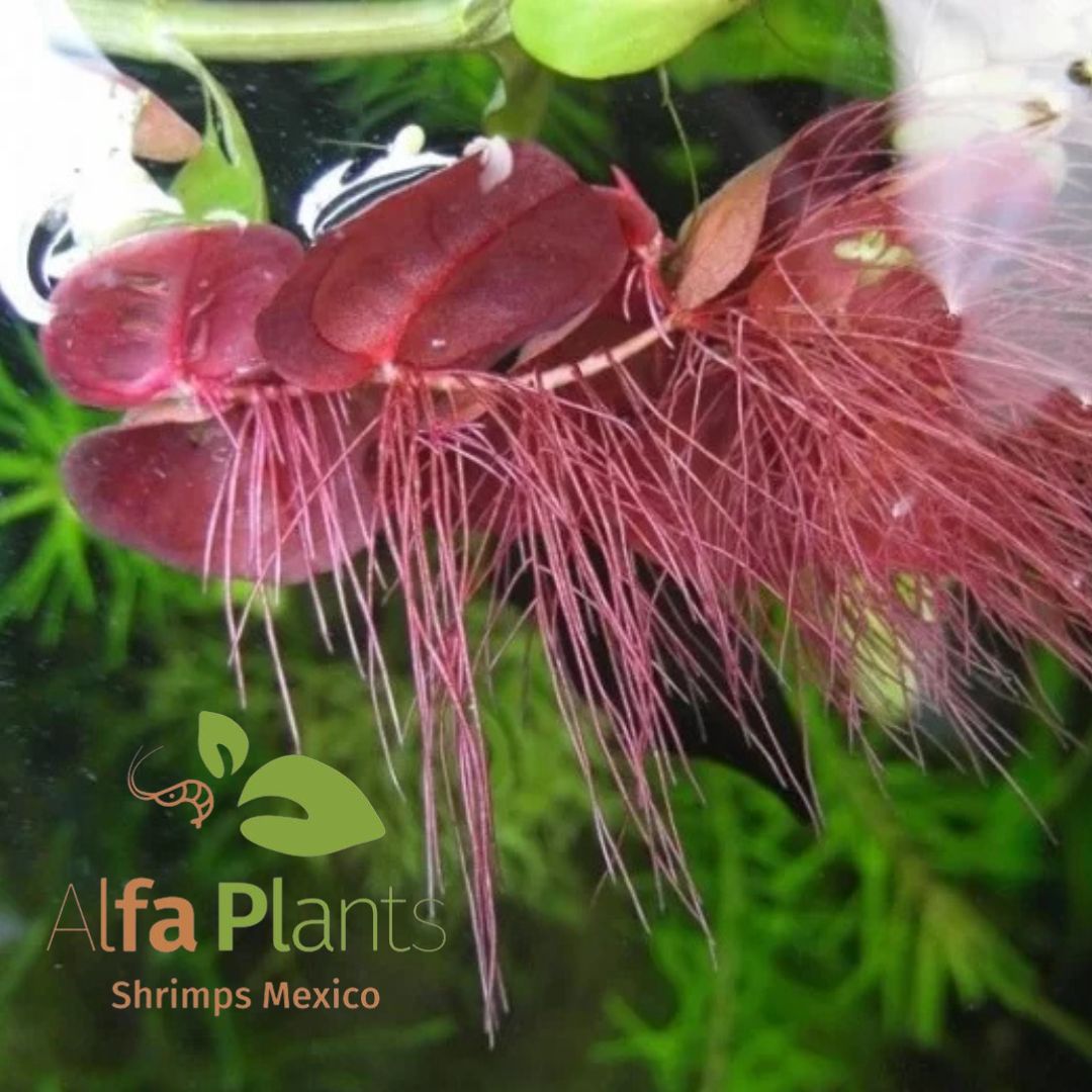 Phyllanthus Fluitans