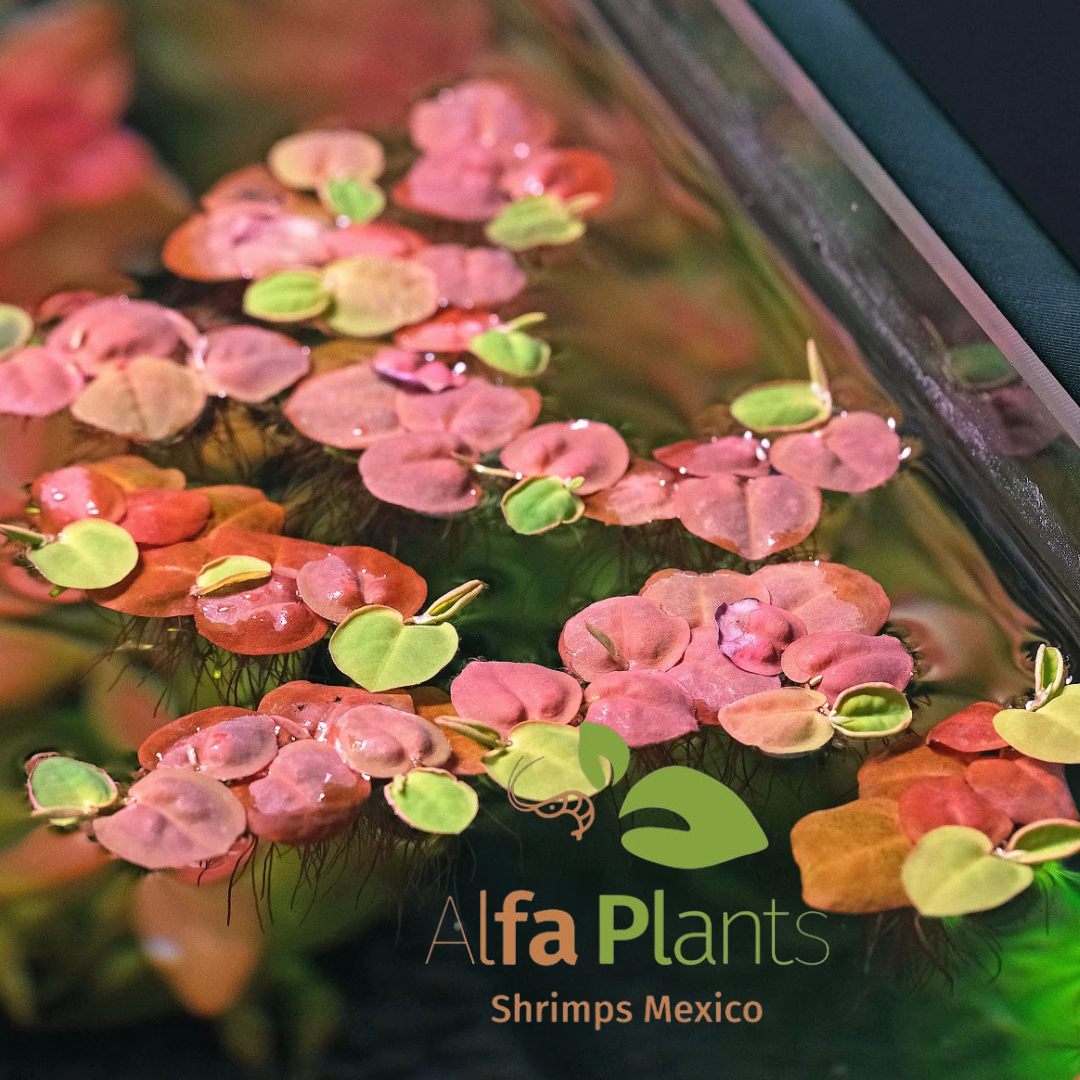 Phyllanthus Fluitans