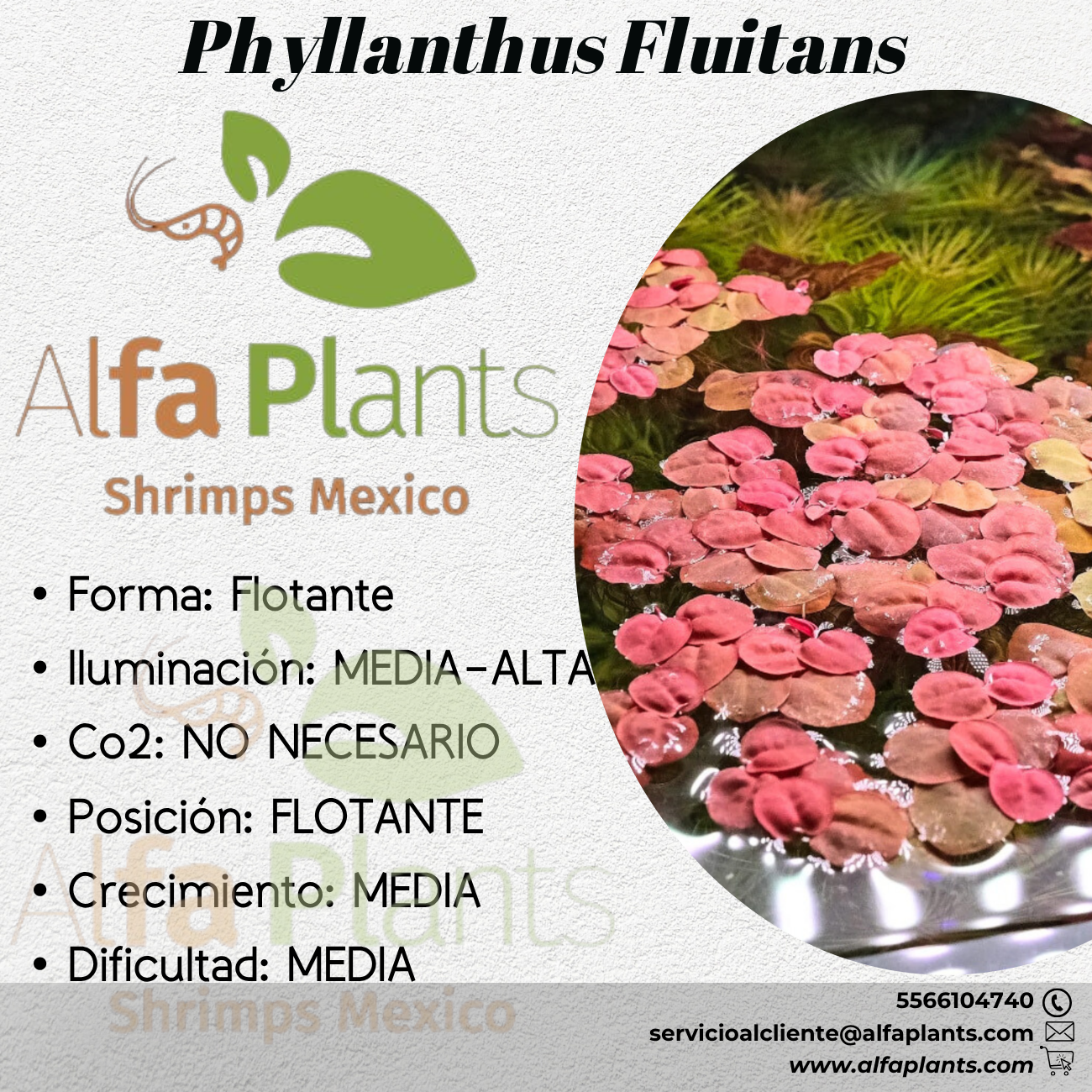 Phyllanthus Fluitans