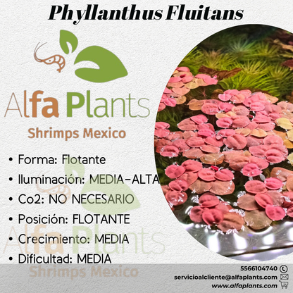 Phyllanthus Fluitans