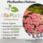 Phyllanthus Fluitans