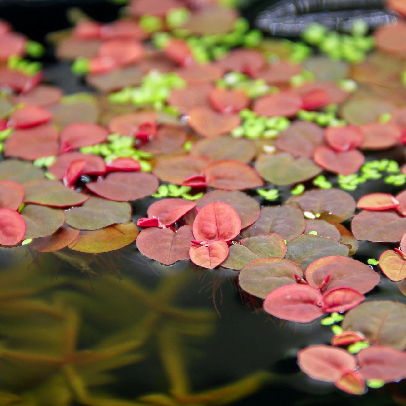 Phyllanthus Fluitans