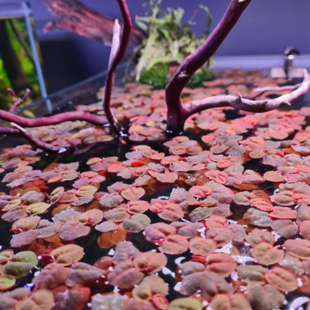 Phyllanthus Fluitans