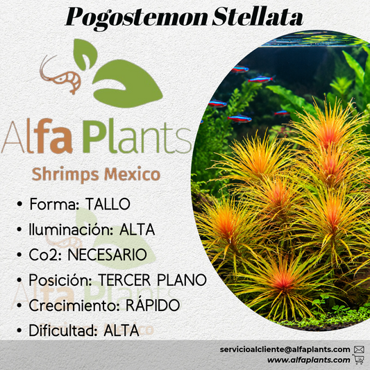 Pogostemon Stellata