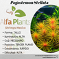 Pogostemon Stellata