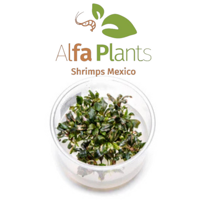 Bucephalandra Lamandau Purple In-vitro Ultum Nature Systems