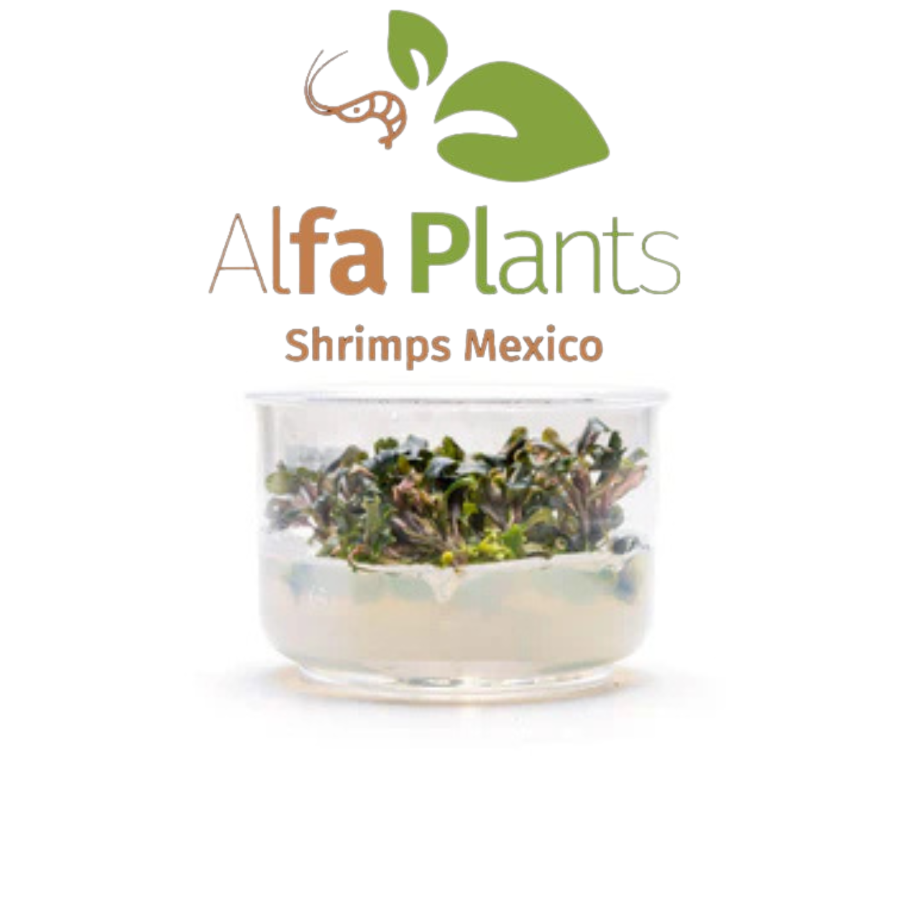 Bucephalandra Lamandau Purple In-vitro Ultum Nature Systems