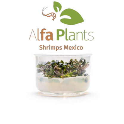 Bucephalandra Lamandau Purple In-vitro Ultum Nature Systems