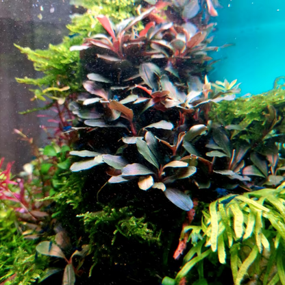 Bucephalandra Lamandau Purple In-vitro Ultum Nature Systems