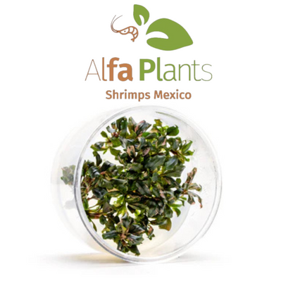 Bucephalandra Lamandau Purple In-vitro Ultum Nature Systems