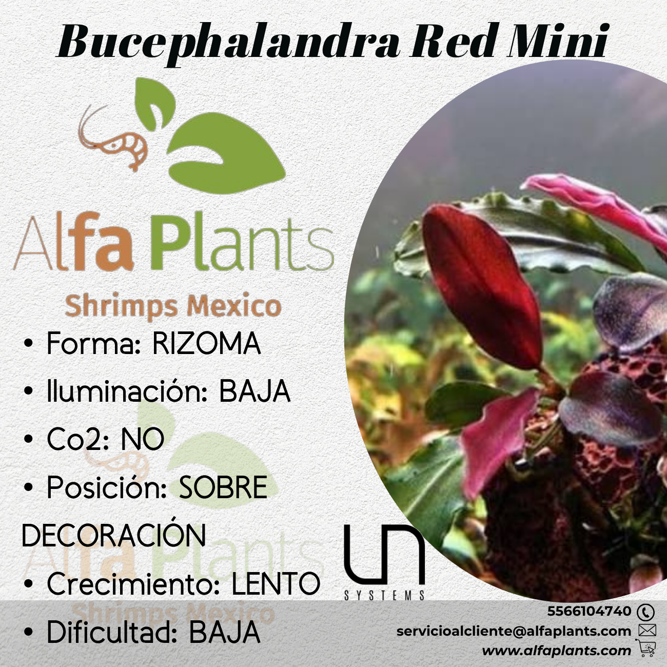 Bucephalandra Red Mini