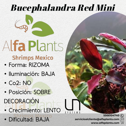 Bucephalandra Red Mini