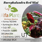 Bucephalandra Red Mini