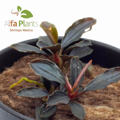 Bucephalandra Red Mini