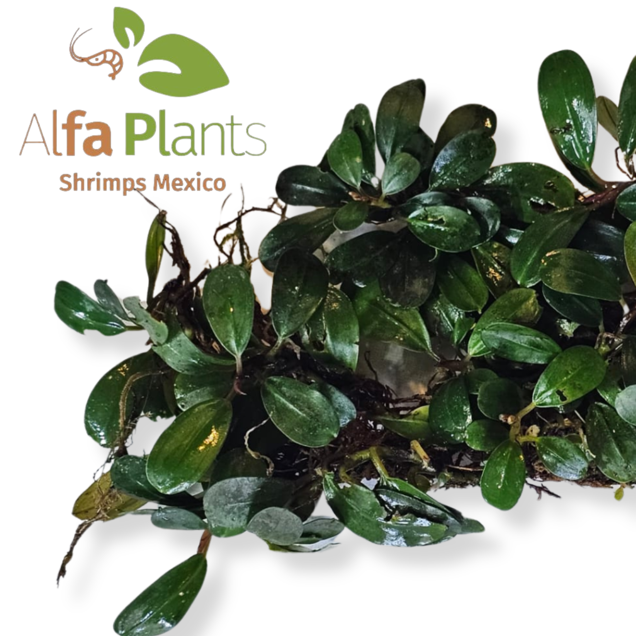 Bucephalandra Super Red