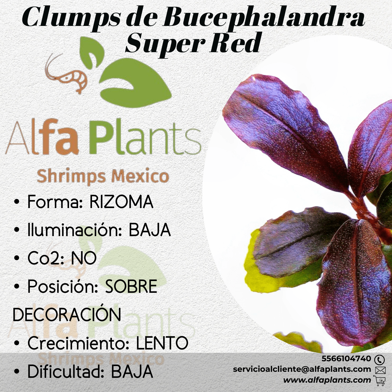 Bucephalandra Super Red