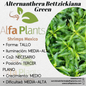 Alternanthera Bettzickiana Green
