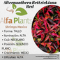 Alternanthera Bettzickiana Red