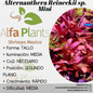 Alternanthera Reineckii sp. Mini