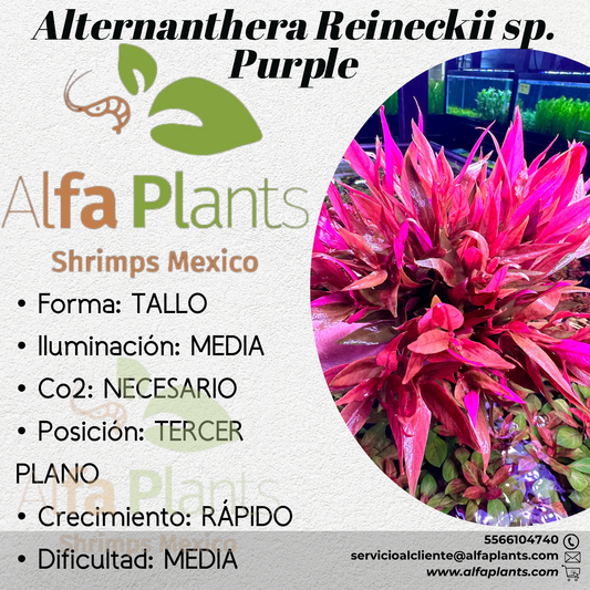 Alternanthera Reineckii var. Purple