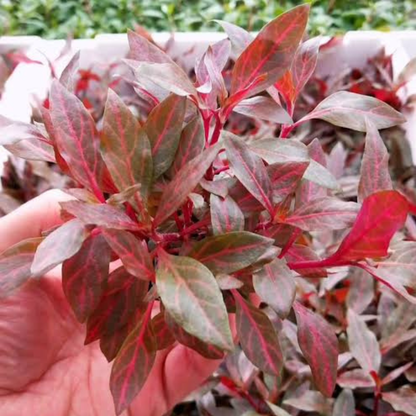 Alternanthera Reineckii sp. Rosanervig