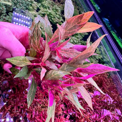 Alternanthera Reineckii sp. Rosanervig