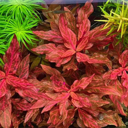 Alternanthera Reineckii sp. Rosanervig