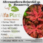 Alternanthera Reineckii sp. Rosanervig