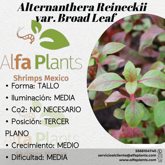 Alternanthera Reineckii var. Broad Leaf