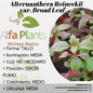 Alternanthera Reineckii var. Broad Leaf