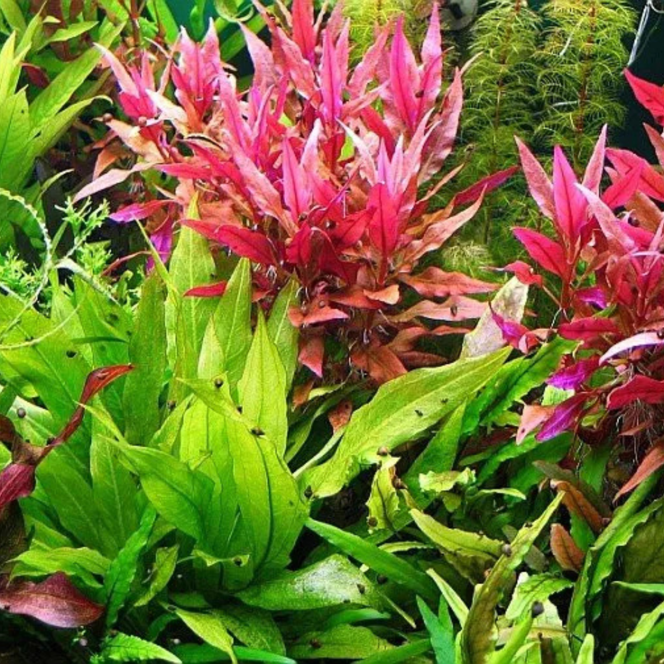 Alternanthera Reineckii var. Rosaefolia