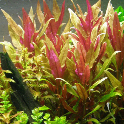 Alternanthera Reineckii var. Rosaefolia