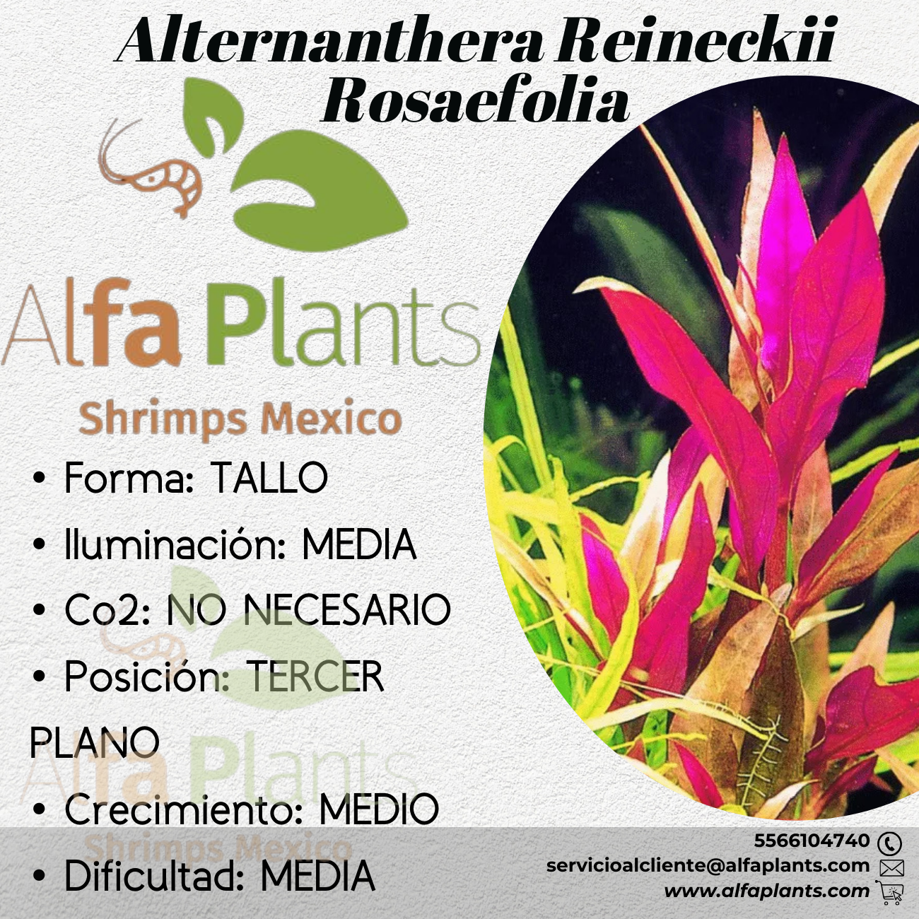 Alternanthera Reineckii var. Rosaefolia