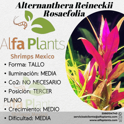 Alternanthera Reineckii var. Rosaefolia