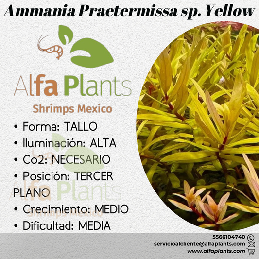 Ammania Praetermissa var. Yellow