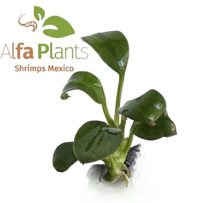 Anubias sin Identificar