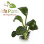 Anubias sin Identificar