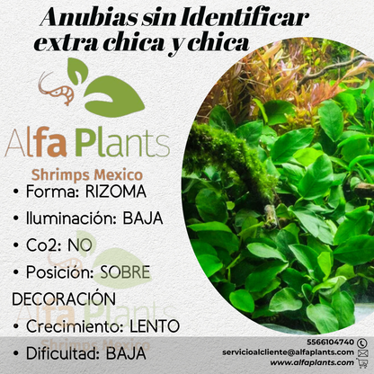 Anubias sin Identificar