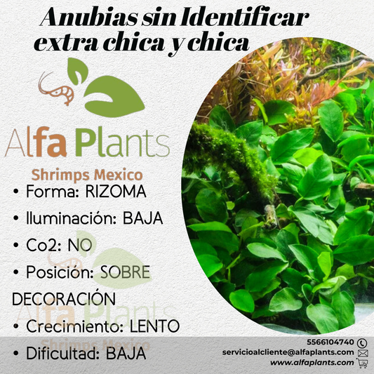 Anubias sin Identificar