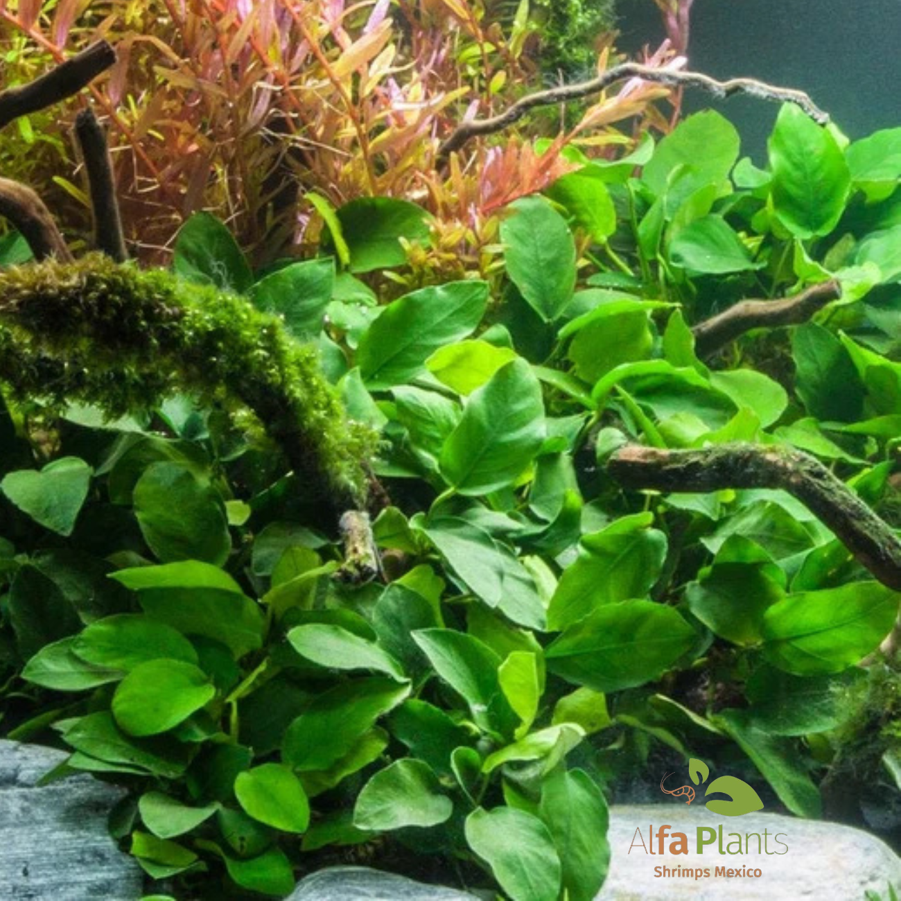 Anubias sin Identificar