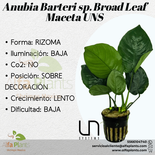 Anubias Barteri sp. Broad Leaf