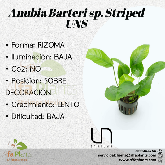 Anubias Barteri sp. Striped
