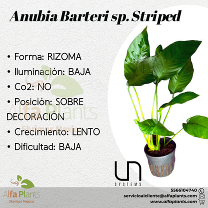 Anubias Barteri sp. Striped